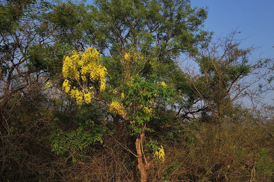 ಚಿನ್ನದ ಹೂಗಳಿಂದ ಅರಳಿರುವ ಕಕ್ಕೆ ಮರ (Cassia fistula)