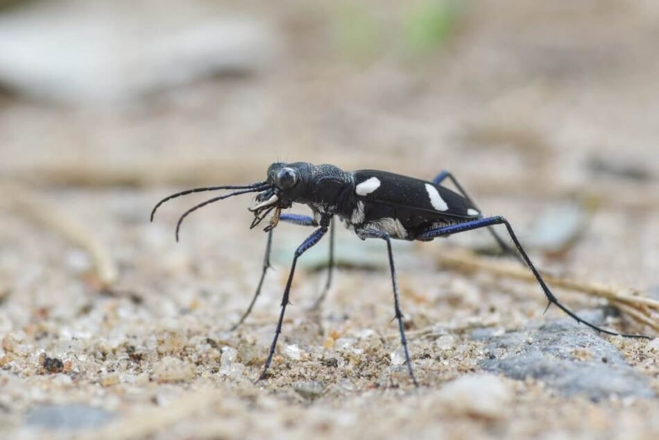cicindela-angulicollis-tiger-beetle ಕಪ್ಪು ಬಿಳಿ ಬಣ್ಣದ ಹುಲಿ ಜೀರುಂಡೆ