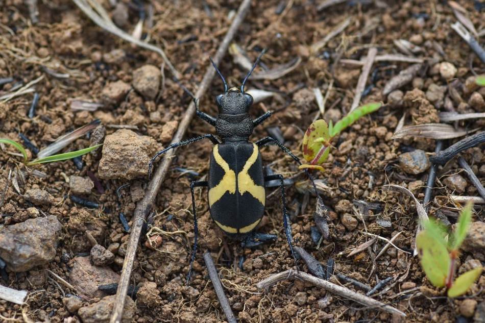 cicindela-goryi-tiger-beetle ಸುಂದರವಾದ ಬಣ್ಣದ ಹುಲಿ ಜೀರುಂಡೆ