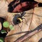 cicindela-princeps-tiger-beetle ಎಲೆಯ ಮೇಲೆ ಇರುವ ಹುಲಿ ಜೀರುಂಡೆ