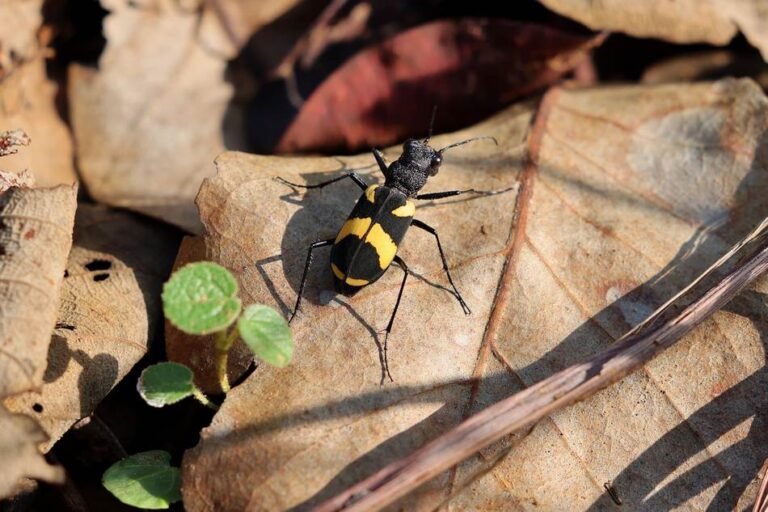 cicindela-princeps-tiger-beetle ಎಲೆಯ ಮೇಲೆ ಇರುವ ಹುಲಿ ಜೀರುಂಡೆ