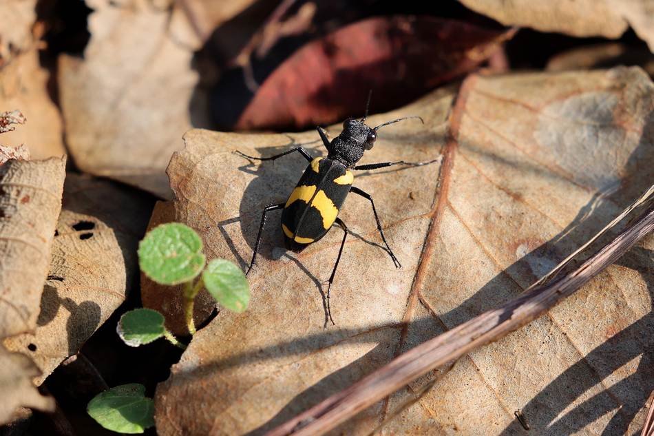 cicindela-princeps-tiger-beetle ಎಲೆಯ ಮೇಲೆ ಇರುವ ಹುಲಿ ಜೀರುಂಡೆ