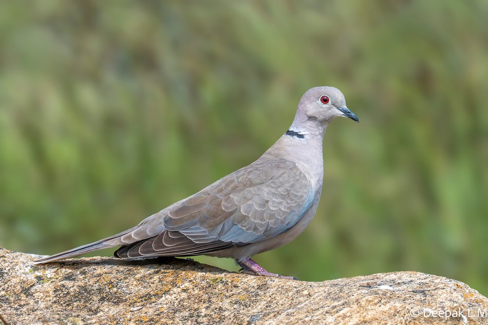 ಬೆಳವನ ಹಕ್ಕಿ (Collared Dove) ಬಂಡೆಯ ಮೇಲೆ ಕುಳಿತಿರುವ ಚಿತ್ರ
