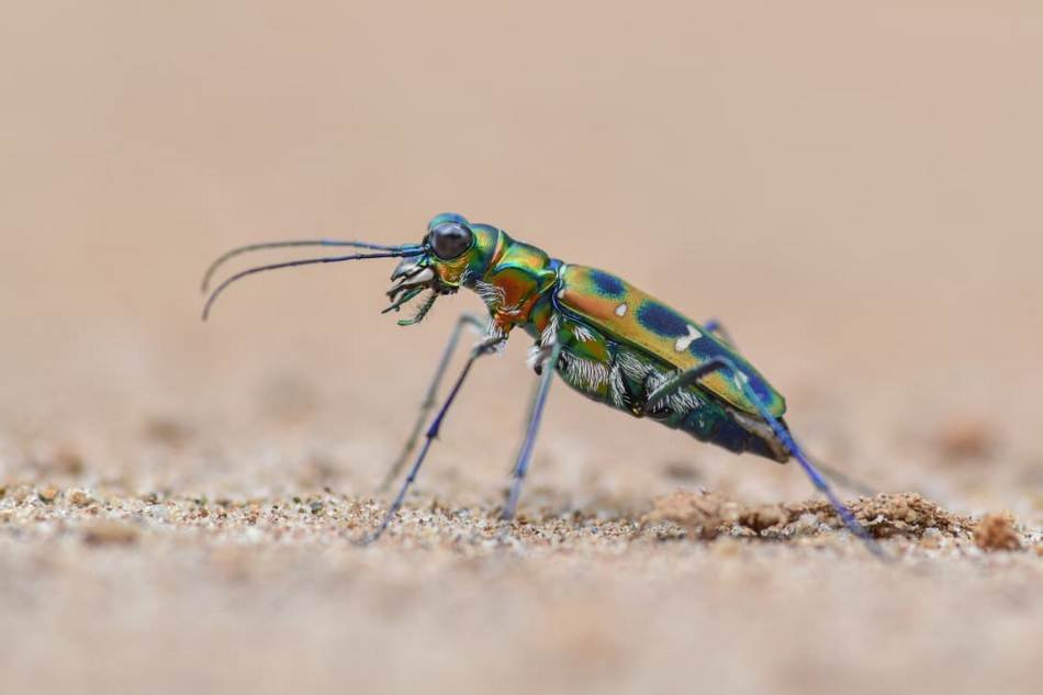 cosmodela-barmanica-tiger-beetle ಸುಂದರವಾದ ಬಣ್ಣದ ಹುಲಿ ಜೀರುಂಡೆ