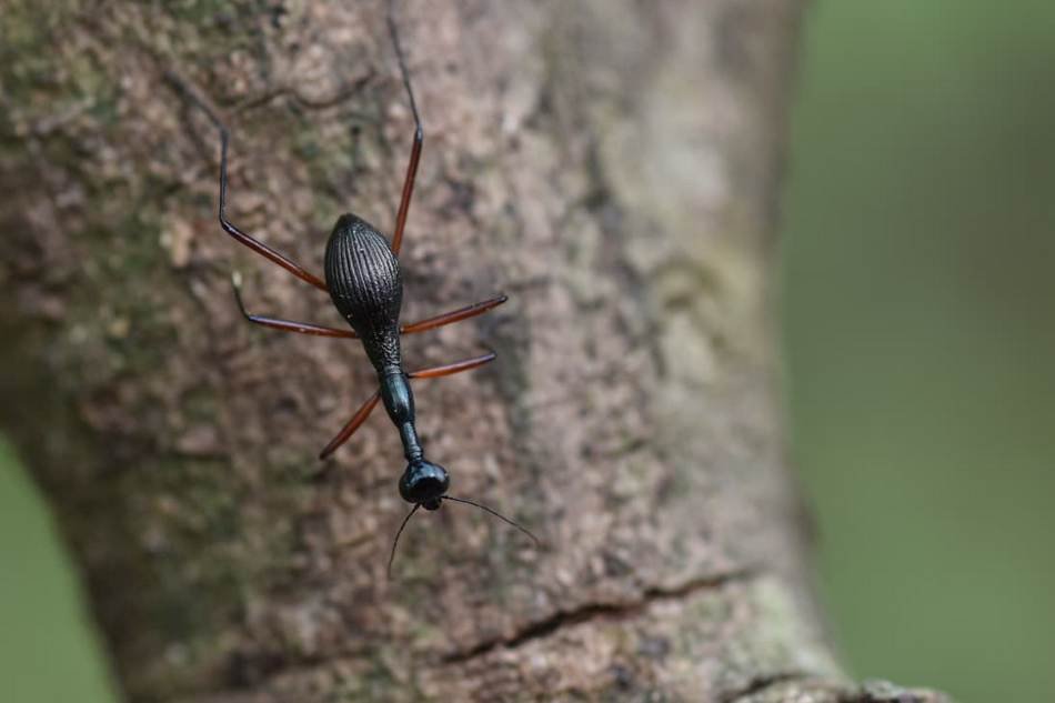 derocrania longesulcata-tiger-beetle ಸುಂದರವಾದ ಬಣ್ಣದ ಹುಲಿ ಜೀರುಂಡೆ ಮರದ ಮೇಲೆ