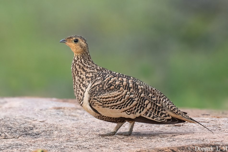 ಹೆಣ್ಣು ಕೆಂಪುಹೊಟ್ಟೆಯ ಗೌಜಲಕ್ಕಿ (Chestnut-bellied Sandgrouse) ಬಂಡೆಯ ಮೇಲೆ ಕುಳಿತಿರುವ ಚಿತ್ರ, ಬೆಂಗಳೂರು ಸಮೀಪ
