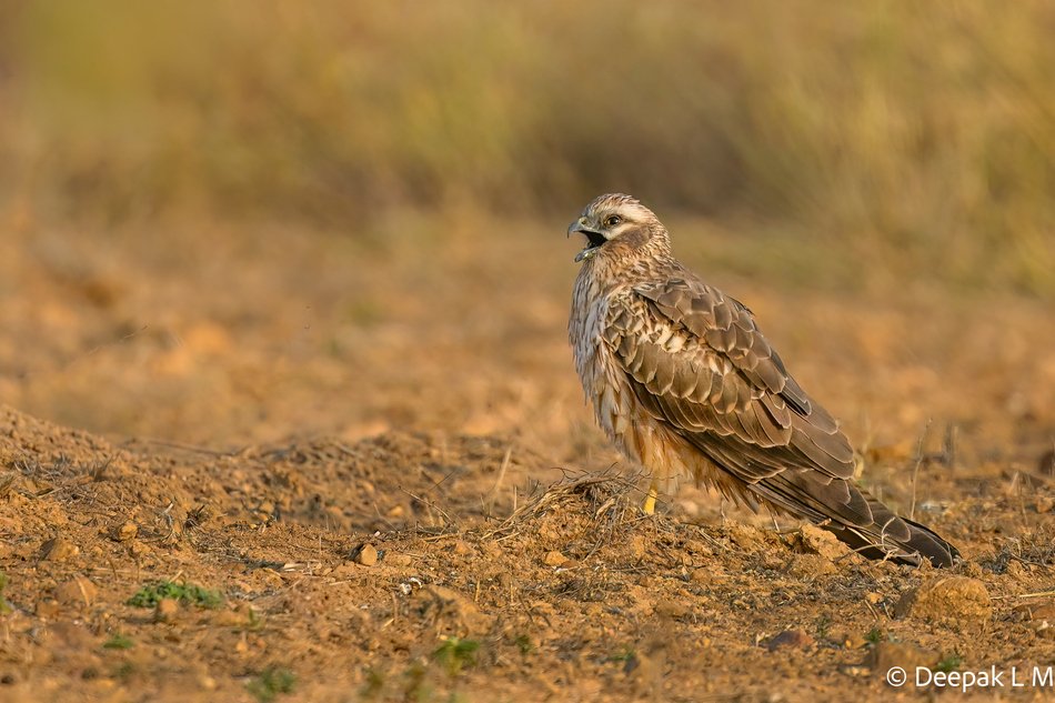 ಹೆಣ್ಣು ಪಟ್ಟಿರೆಕ್ಕೆಯ ಸೆಳೆವ (Montagu's Harrier) ನೆಲದ ಮೇಲೆ ಕುಳಿತಿರುವ ಚಿತ್ರ