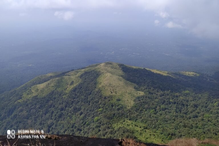 ಕಾಡಿನ ನೈಸರ್ಗಿಕ ದೃಶ್ಯ – ಪರಿಸರ ಸಂರಕ್ಷಣೆಯ ಮಹತ್ವ (Importance of forests)