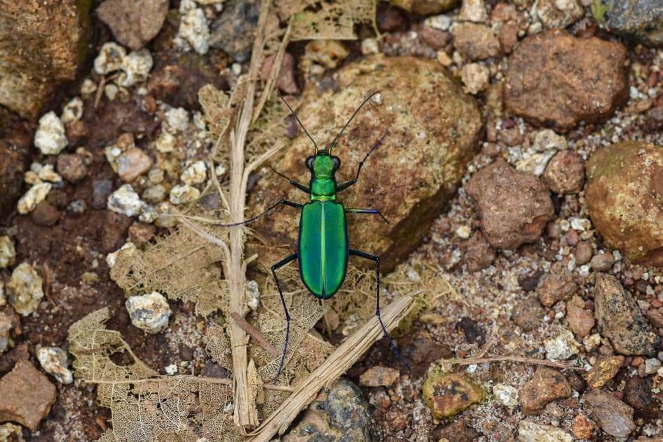 cicindela-whithillii-tiger-beetle ಹಸಿರು ಹುಲಿ ಜೀರುಂಡೆ
