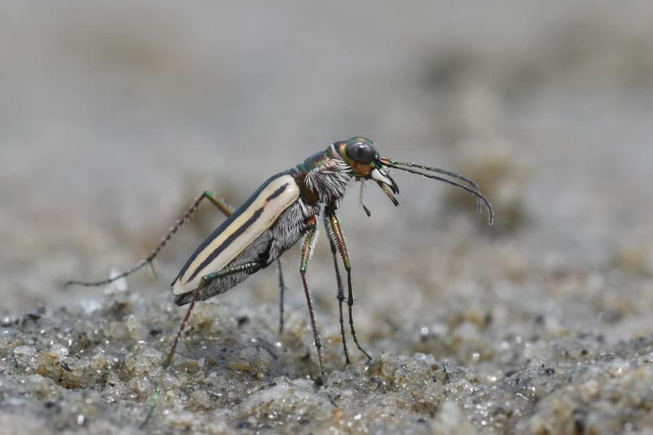 hypaetha-quadrilineata-tiger-beetle ಸುಂದರವಾದ ಬಣ್ಣದ ಹುಲಿ ಜೀರುಂಡೆ