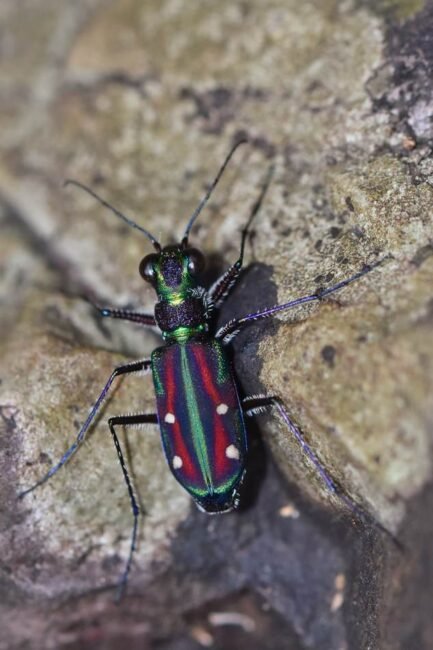 jansenia-rugosiceps-tiger-beetle ಸುಂದರವಾದ ಬಣ್ಣದ ಹುಲಿ ಜೀರುಂಡೆ