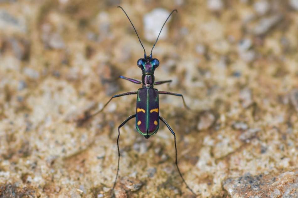 jansenia-venus-tiger-beetle ಸುಂದರವಾದ ಬಣ್ಣದ ಹುಲಿ ಜೀರುಂಡೆ