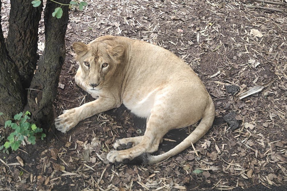 ವಿರಮಿಸುತ್ತಿರುವ ಸಿಂಹಿಣಿ