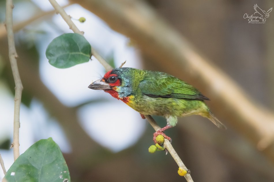 ಕೆಂಪುಕತ್ತಿನ ಕಂಚುಕುಟಿಗ (Malabar Barbet)
