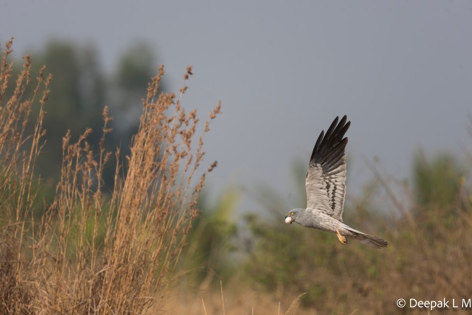 ಗಂಡು ಪಟ್ಟಿರೆಕ್ಕೆಯ ಸೆಳೆವ (Montagu's Harrier) ಬಾಯಲ್ಲಿ ಮೊಟ್ಟೆ ಹಿಡಿದು ಹಾರುತ್ತಿರುವುದು
