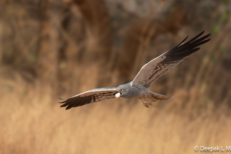 ಗಂಡು ಪಟ್ಟಿರೆಕ್ಕೆಯ ಸೆಳೆವ (Montagu's Harrier) ಬಾಯಲ್ಲಿ ಮೊಟ್ಟೆ ಹಿಡಿದು ಹಾರುತ್ತಿರುವುದು