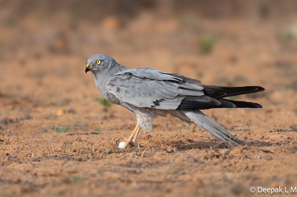 ಗಂಡು ಪಟ್ಟಿರೆಕ್ಕೆಯ ಸೆಳೆವ (Montagu's Harrier) ಮೊಟ್ಟೆ ಹಿಡಿದು ನೆಲದ ಮೇಲೆ ಕುಳಿತಿರುವ ಚಿತ್ರ