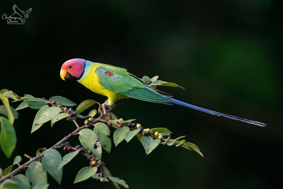 ಕೆಂದಲೆ ಗಿಳಿ (Plum-headed Parakeet)
