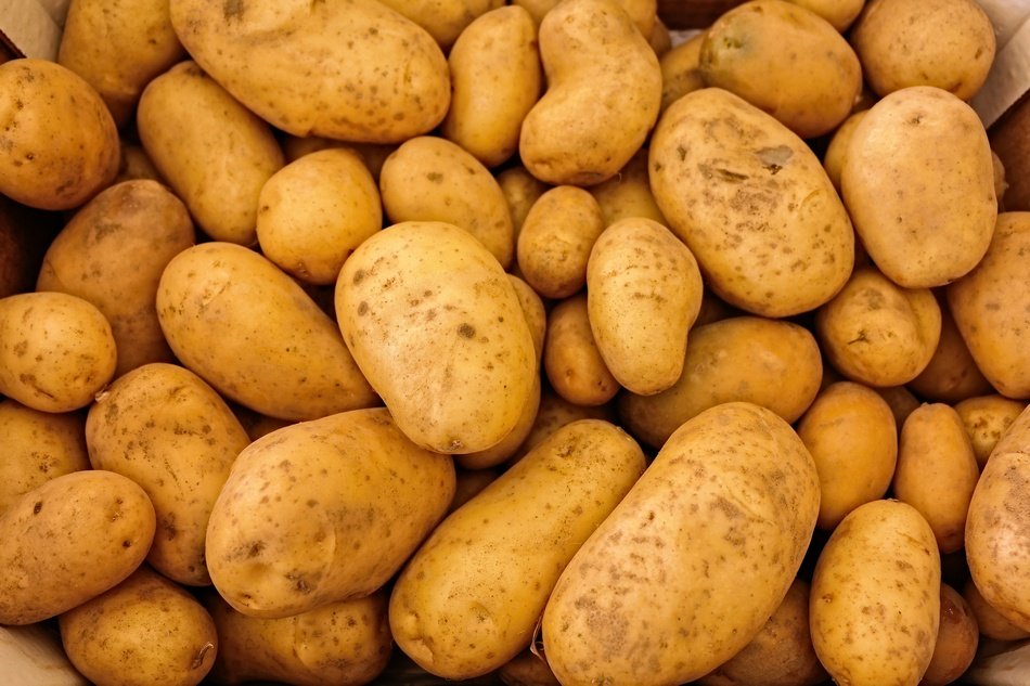 ಆಲೂಗಡ್ಡೆ ಟ್ಯೂಬರ್ ರಚನೆ