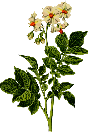 ಆಲೂಗಡ್ಡೆ ಗಿಡ ಮತ್ತು ಟೊಮಾಟೋ ಗಿಡದ ಹೋಲಿಕೆ