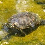 turtle-swimming-kaanana