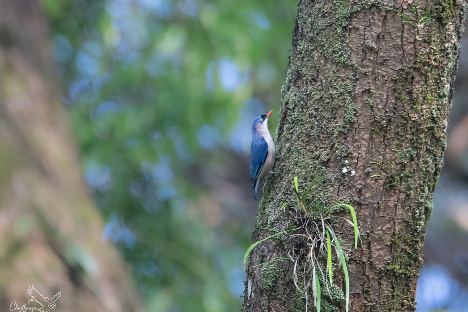 ಮಕ್ಮಲ್ ನೆತ್ತಿಯ ಮರಗುಬ್ಬಿ (Velvet-fronted Nuthatch)