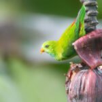 ಚಿಟ್ಟು ಗಿಳಿ (Vernal Hanging Parrot)