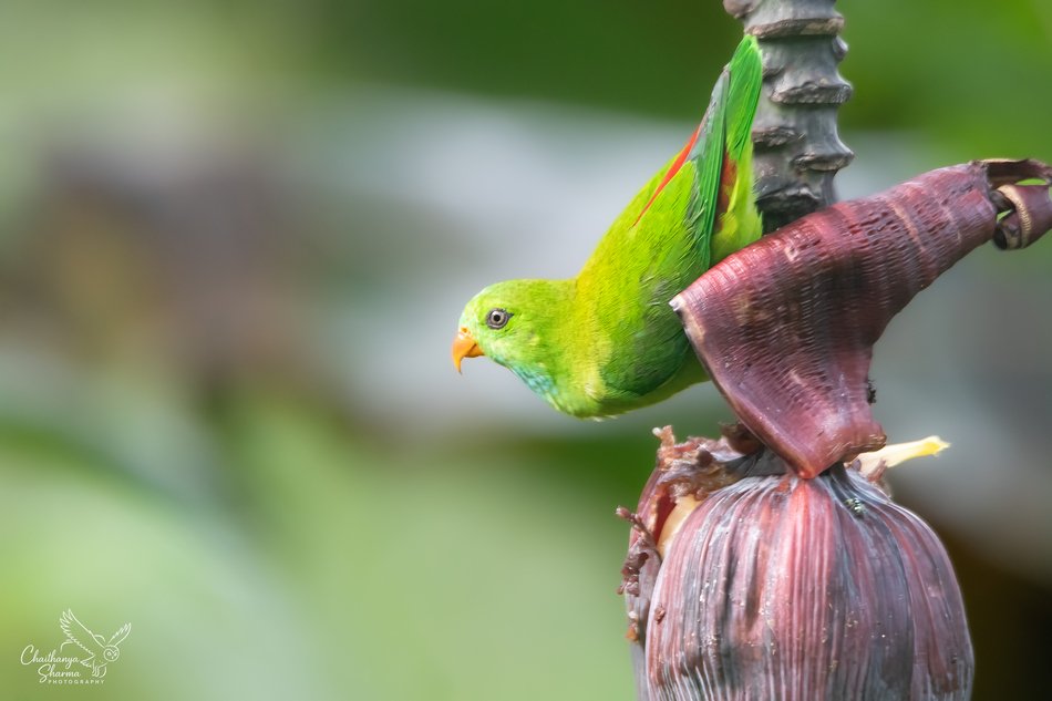 ಚಿಟ್ಟು ಗಿಳಿ (Vernal Hanging Parrot)