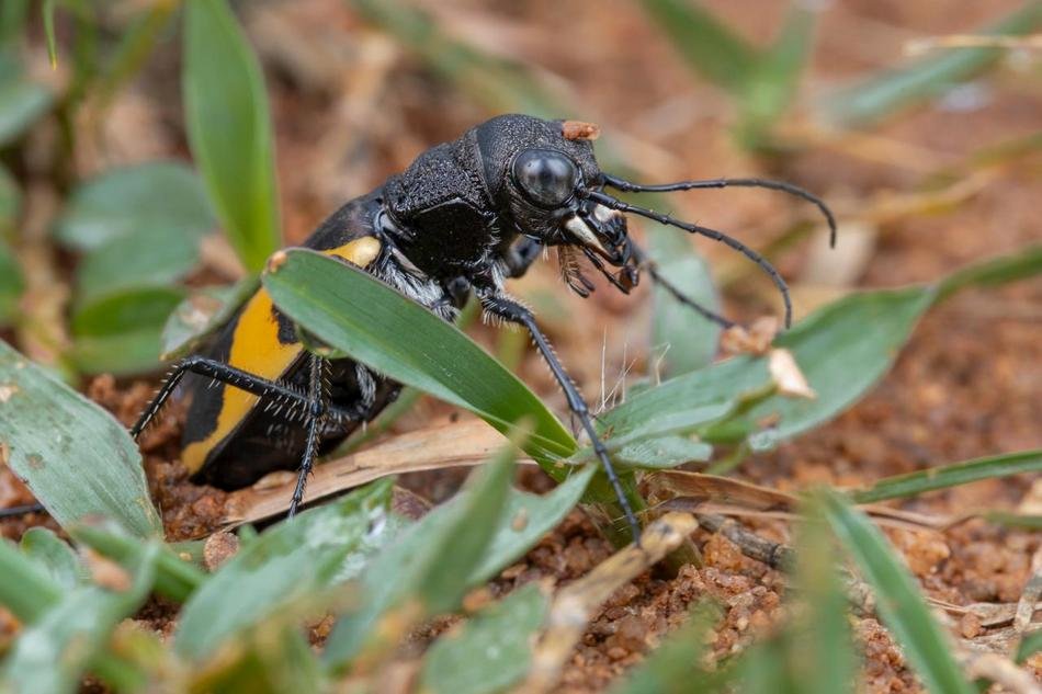 Cicindela goyi ಹೆಣ್ಣು ಹುಲಿ ಜೀರುಂಡೆ ಮೊಟ್ಟೆ ಇಡುತ್ತಿರುವುದು