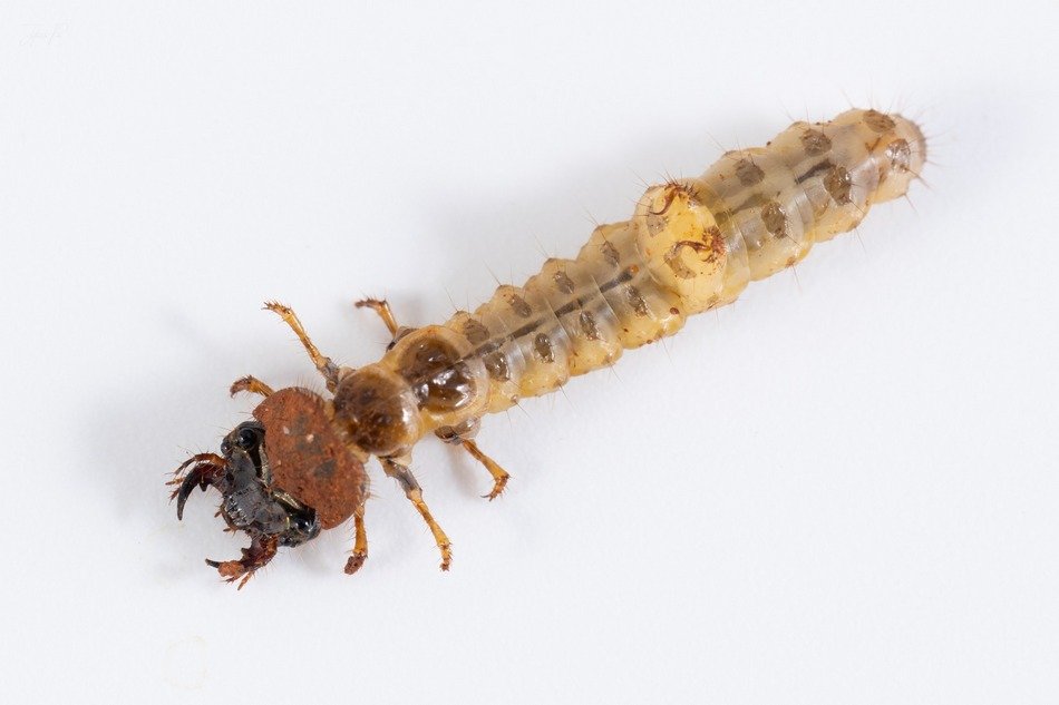 ಹುಲಿ ಜೀರುಂಡೆ ಮರಿಯ ಪೂರ್ತಿ ದೇಹ ರಚನೆ
