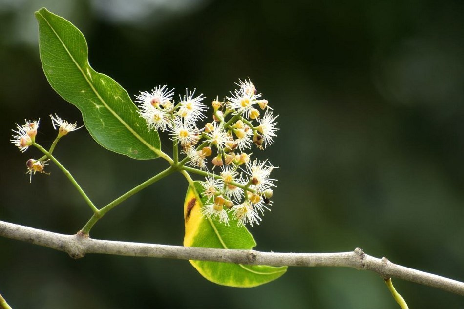 ನೇರಳೆ ಮರ ಹೂ
