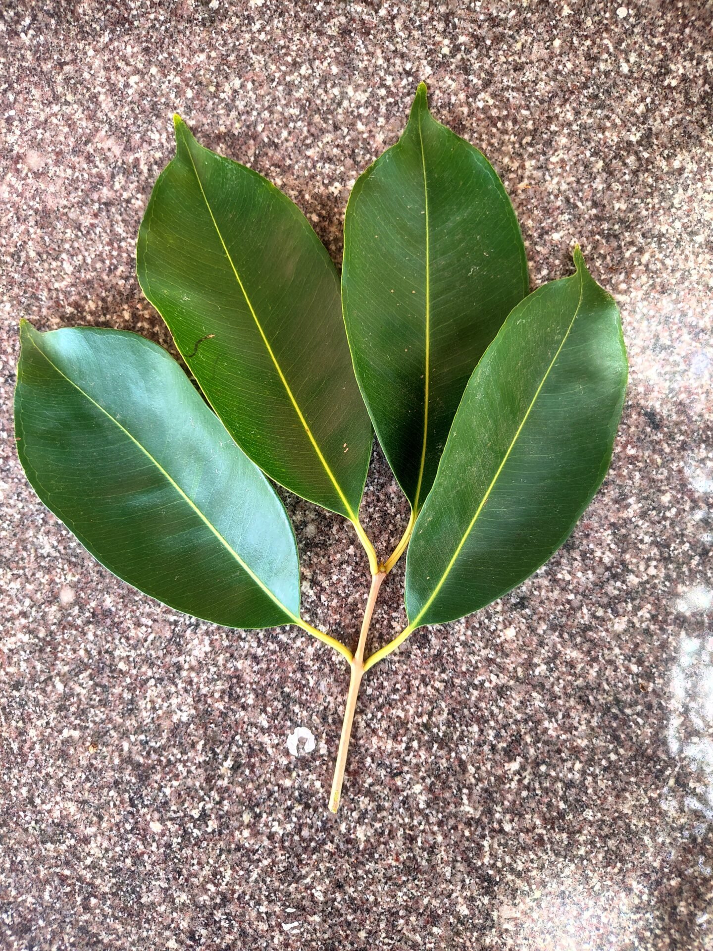 ನೇರಳೆ ಮರದ ಎಲೆಗಳು ಮತ್ತು ಹಣ್ಣುಗಳು