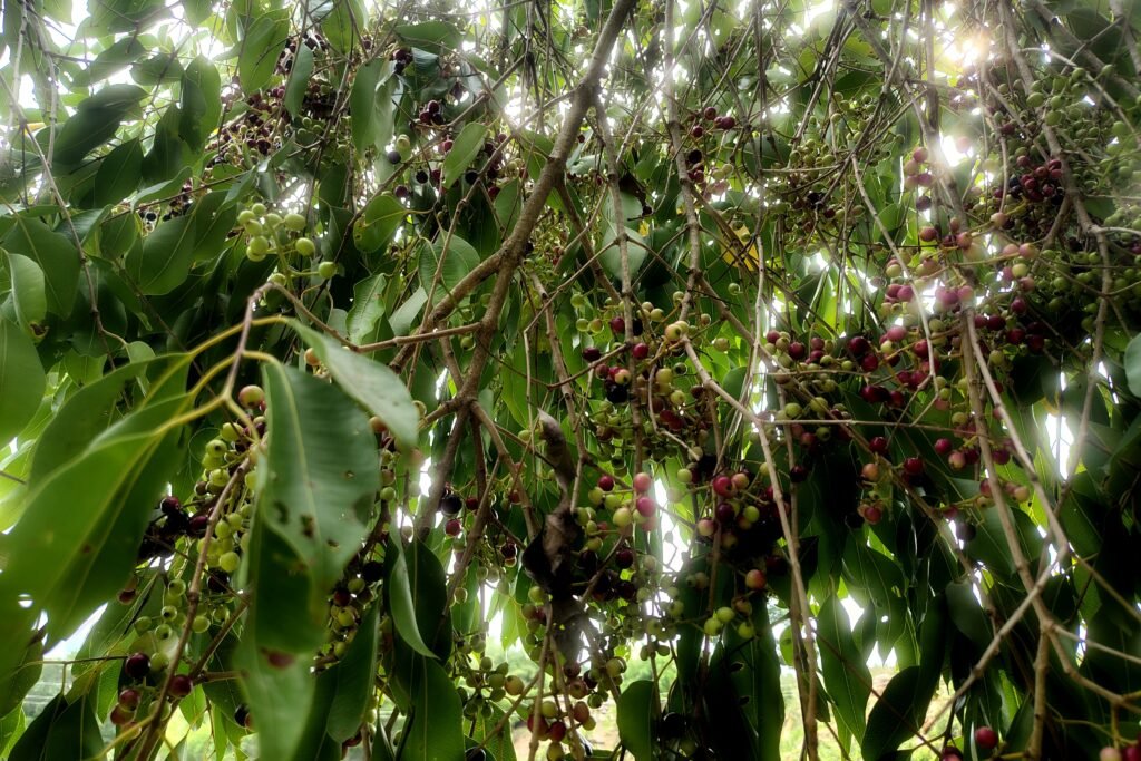 ಹಣ್ಣುಗಳಿಂದ ತುಂಬಿರುವ ನೇರಳೆ ಮರ - ಕರ್ನಾಟಕ