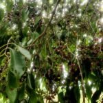 ಹಣ್ಣುಗಳಿಂದ ತುಂಬಿರುವ ನೇರಳೆ ಮರ - ಕರ್ನಾಟಕ