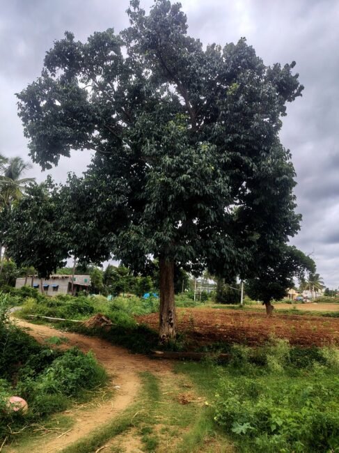 ನೇರಳೆ ಮರ