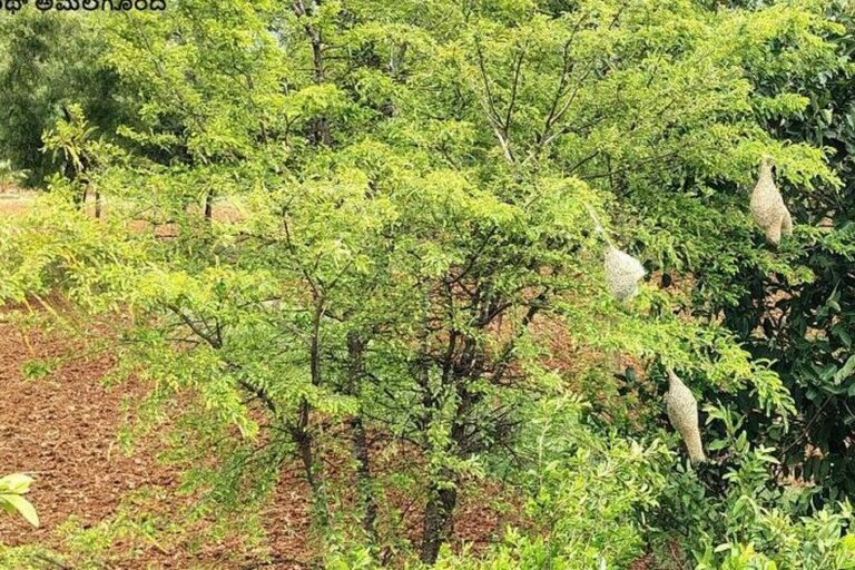 ಮರದ ಮೇಲೆ ನೇಯ್ಗೆ ಹಕ್ಕಿ ಗೂಡುಗಳು