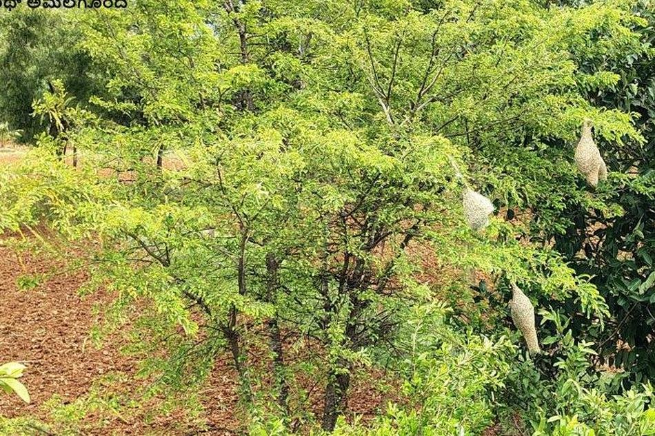 ಮರದ ಮೇಲೆ ನೇಯ್ಗೆ ಹಕ್ಕಿ ಗೂಡುಗಳು