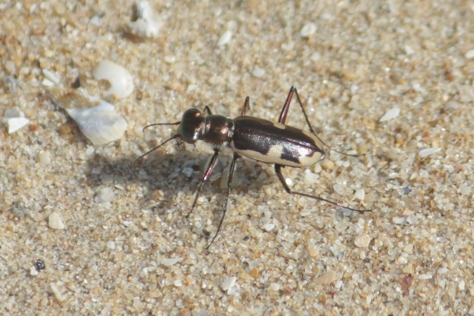 ಹುಲಿ ಜೀರುಂಡೆ (Tiger Beetle) - ಹರೀಶ ಎ. ಎಸ್. ಅವರ ಛಾಯಾಚಿತ್ರ