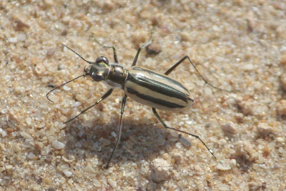 ಹುಲಿ ಜೀರುಂಡೆ (Tiger Beetle) - ಹರೀಶ ಎ. ಎಸ್. ಅವರ ಛಾಯಾಚಿತ್ರ