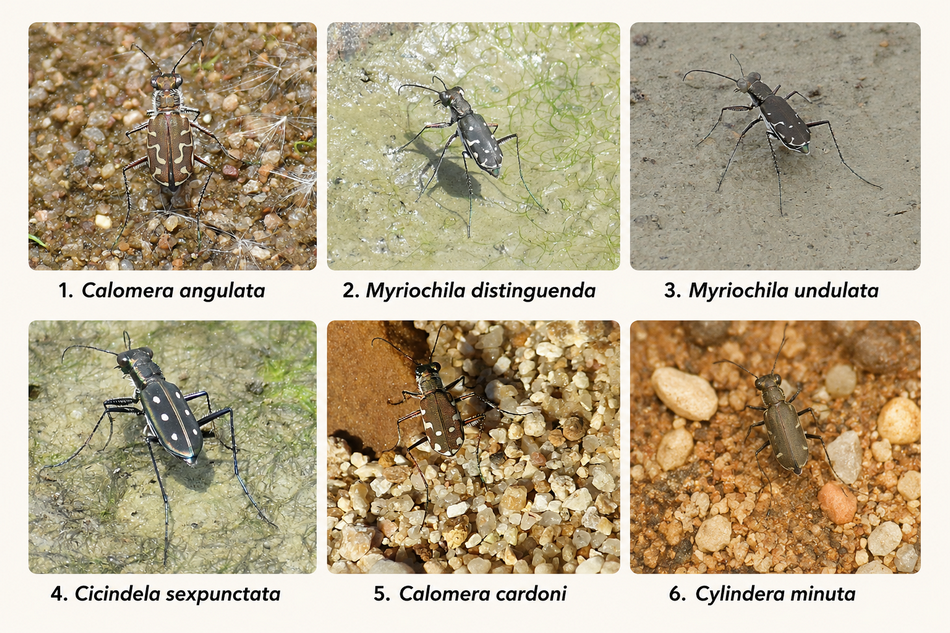 ಹುಲಿ ಜೀರುಂಡೆ (Tiger Beetle) - ಹರೀಶ ಎ. ಎಸ್. ಅವರ ಛಾಯಾಚಿತ್ರ