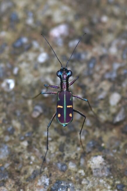 ಹುಲಿ ಜೀರುಂಡೆ (Tiger Beetle) - ಶರಣ್ ವಿ. ಅವರ ಛಾಯಾಚಿತ್ರ  