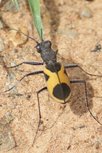 ಹುಲಿ ಜೀರುಂಡೆ (Tiger Beetle) - ಹರೀಶ ಎ. ಎಸ್. ಅವರ ಛಾಯಾಚಿತ್ರ  