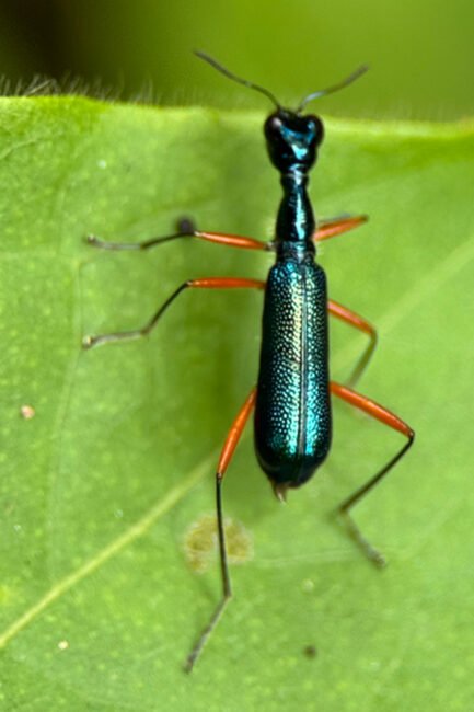 ಹುಲಿ ಜೀರುಂಡೆ (Tiger Beetle) - ಪುಷ್ಯಮಿತ್ರ ಅವರ ಛಾಯಾಚಿತ್ರ  