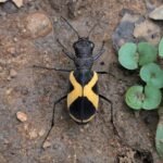 ಹುಲಿ-ಜೀರುಂಡೆಗಳ ವಿಸ್ಮಯ ಲೋಕ - 3 ಹುಲಿ ಜೀರುಂಡೆ (Tiger Beetle) - ಹುಲಿ ಜೀರುಂಡೆ (Tiger Beetle) - ಜೈಕುಮಾರ್ ಆರ್ ಅವರ ಛಾಯಾಚಿತ್ರ