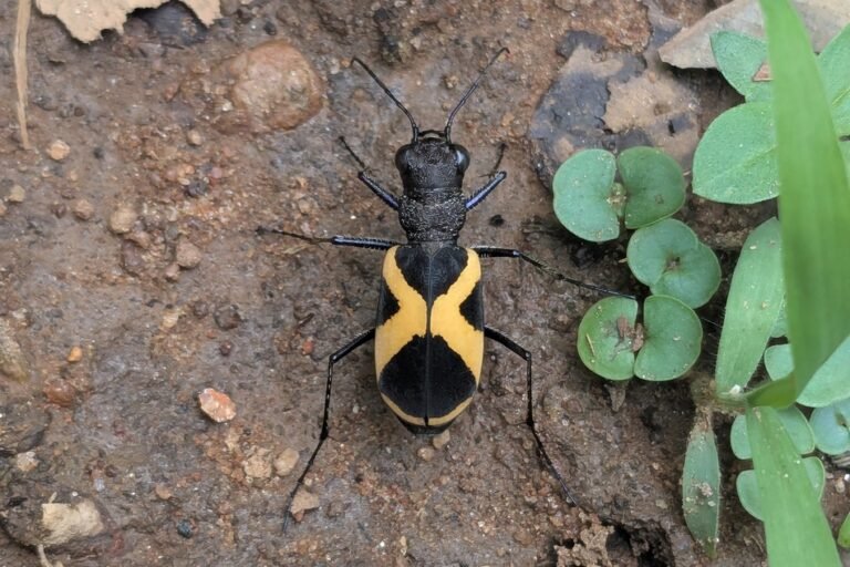ಹುಲಿ ಜೀರುಂಡೆ (Tiger Beetle) - ಹುಲಿ ಜೀರುಂಡೆ (Tiger Beetle) - ಜೈಕುಮಾರ್ ಆರ್ ಅವರ ಛಾಯಾಚಿತ್ರ