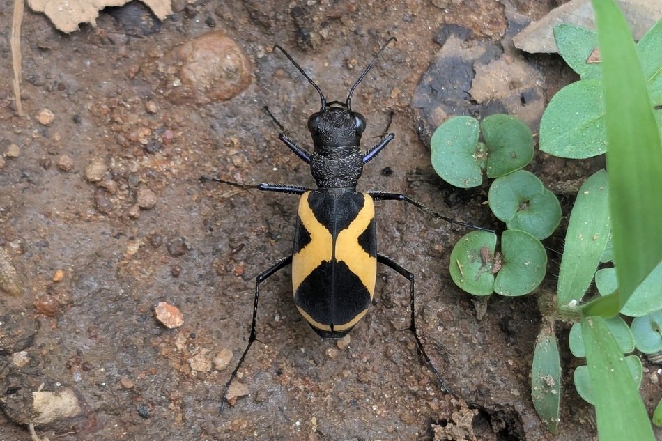 ಹುಲಿ ಜೀರುಂಡೆ (Tiger Beetle) - ಹುಲಿ ಜೀರುಂಡೆ (Tiger Beetle) - ಜೈಕುಮಾರ್ ಆರ್ ಅವರ ಛಾಯಾಚಿತ್ರ