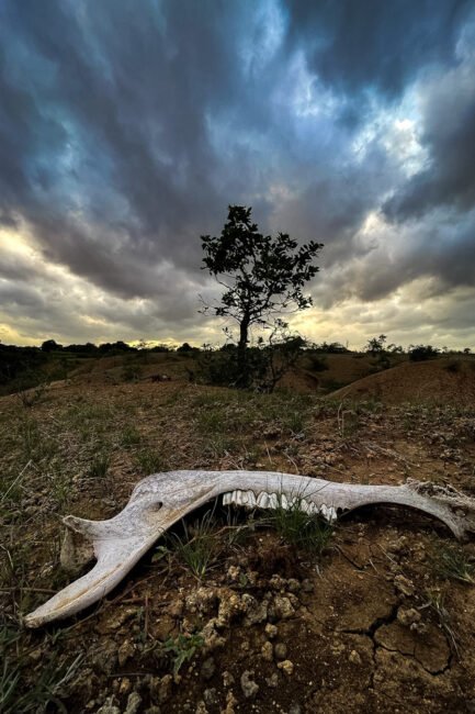 animals dying through drought
