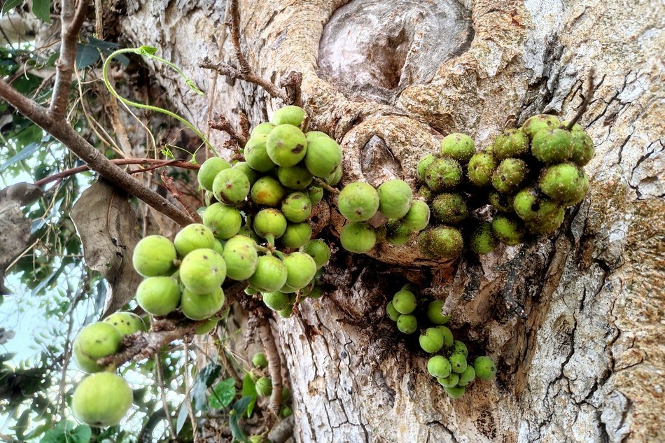 cluster-fig-flower-nursery-ಅತ್ತಿ ಮರ-kannada