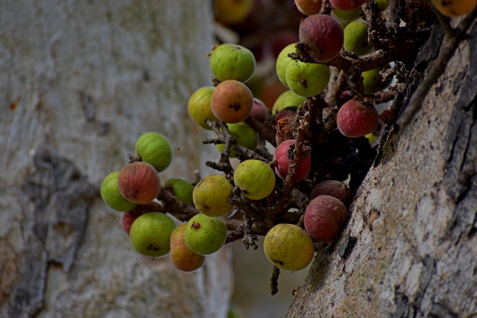 cluster-fig-fruits-ಅತ್ತಿ-ಮರ-kannada
