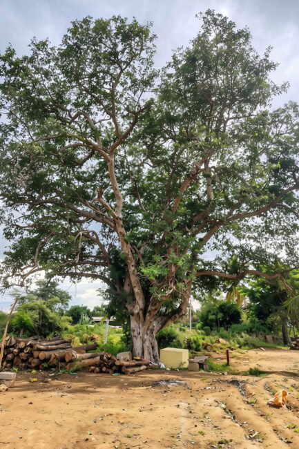 cluster-fig-tree-ಅತ್ತಿ-ಮರ-kannada